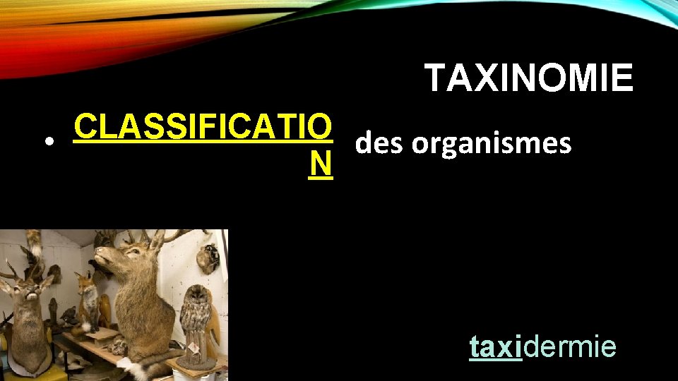 TAXINOMIE CLASSIFICATIO • des organismes N taxidermie 