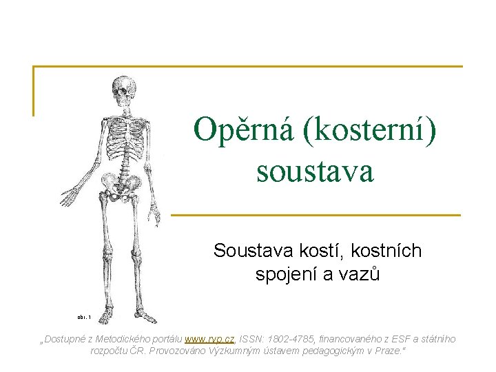 Opěrná (kosterní) soustava Soustava kostí, kostních spojení a vazů obr. 1 „Dostupné z Metodického