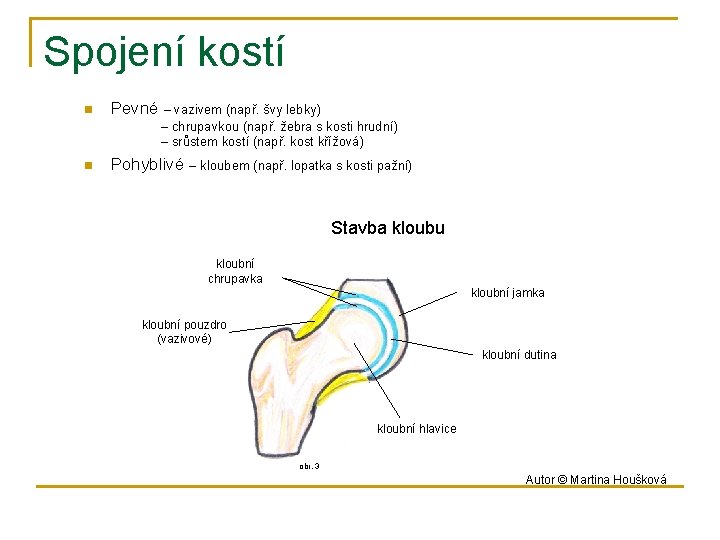 Spojení kostí n Pevné – vazivem (např. švy lebky) – chrupavkou (např. žebra s