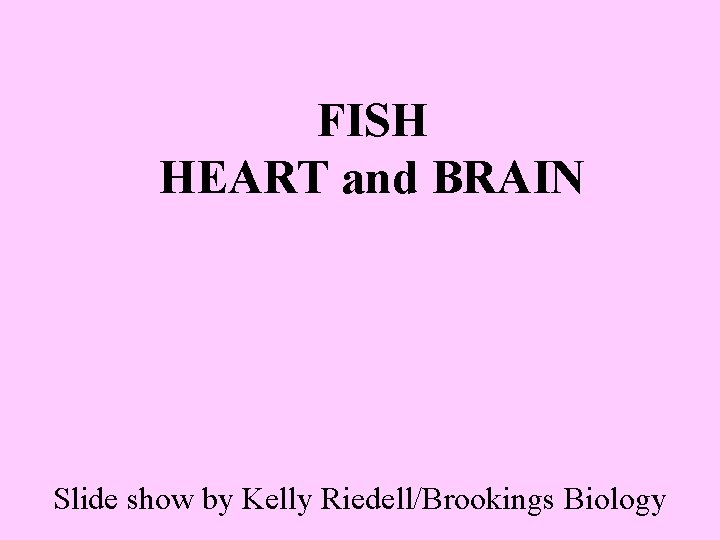 FISH HEART and BRAIN Slide show by Kelly Riedell/Brookings Biology 