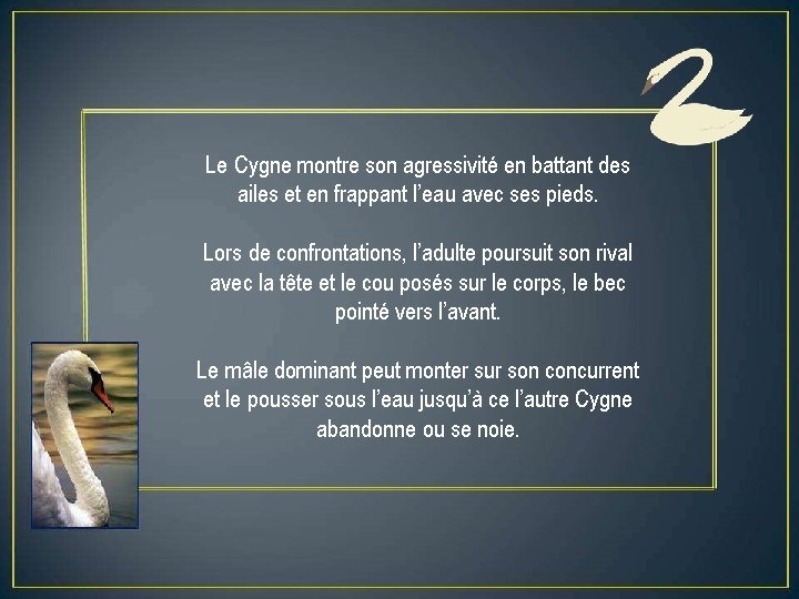 Le Cygne montre son agressivité en battant des ailes et en frappant l’eau avec