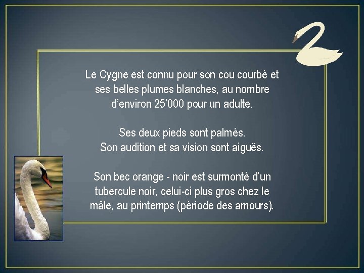 Le Cygne est connu pour son courbé et ses belles plumes blanches, au nombre