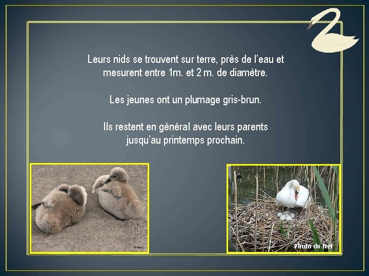 Leurs nids se trouvent sur terre, près de l’eau et mesurent entre 1 m.