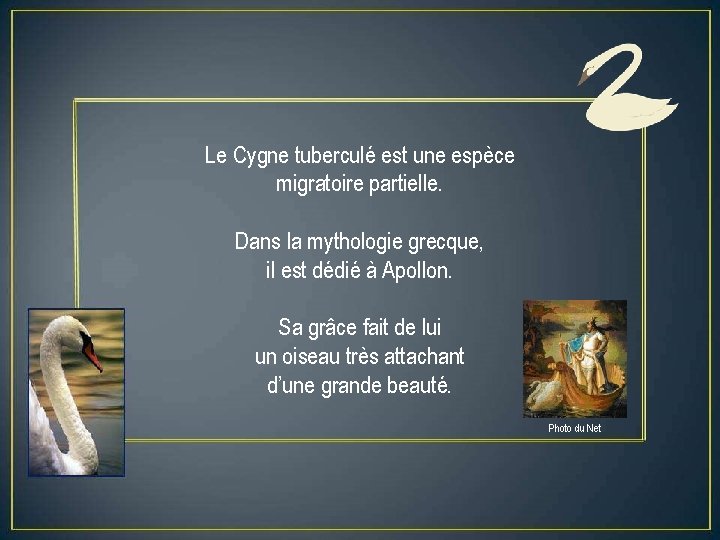 Le Cygne tuberculé est une espèce migratoire partielle. Dans la mythologie grecque, il est