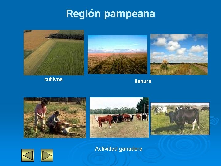 Región pampeana cultivos llanura Actividad ganadera 