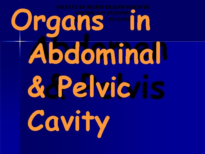 Organs in Abdominal & Pelvic Cavity 