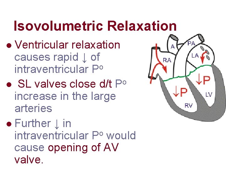 Isovolumetric Relaxation Ventricular relaxation causes rapid ↓ of intraventricular Po l SL valves close