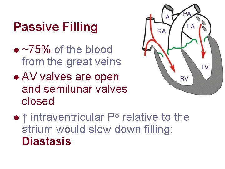 Passive Filling ~75% of the blood from the great veins l AV valves are