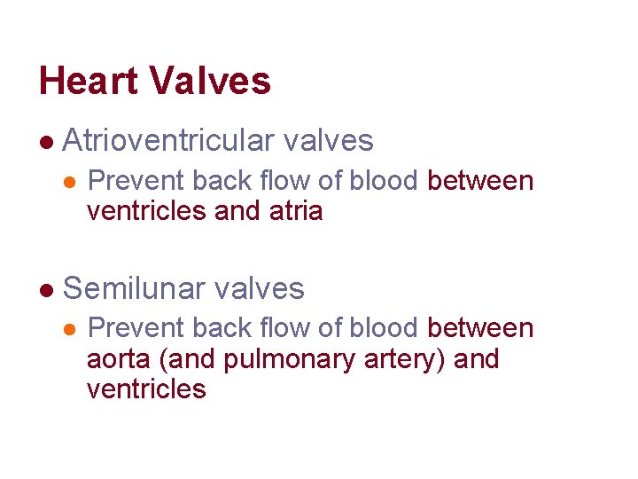 Heart Valves l Atrioventricular valves l l Prevent back flow of blood between ventricles