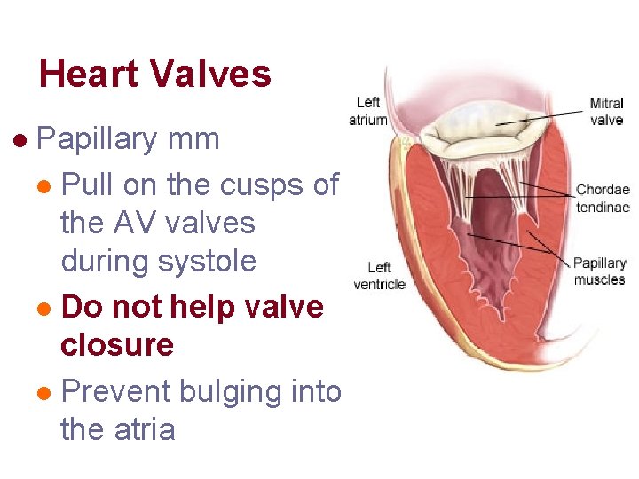 Heart Valves l Papillary mm l Pull on the cusps of the AV valves