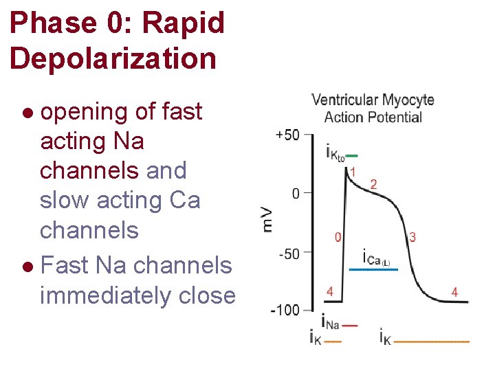 Phase 0: Rapid Depolarization opening of fast acting Na channels and slow acting Ca