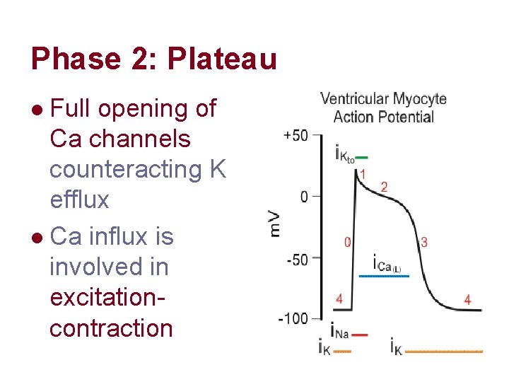 Phase 2: Plateau Full opening of Ca channels counteracting K efflux l Ca influx