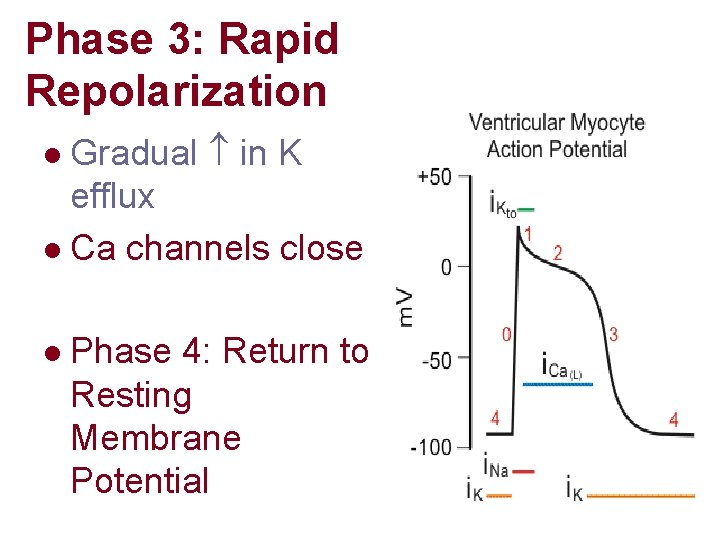 Phase 3: Rapid Repolarization Gradual in K efflux l Ca channels close l l