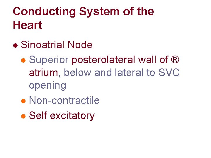 Conducting System of the Heart l Sinoatrial Node l Superior posterolateral wall of ®