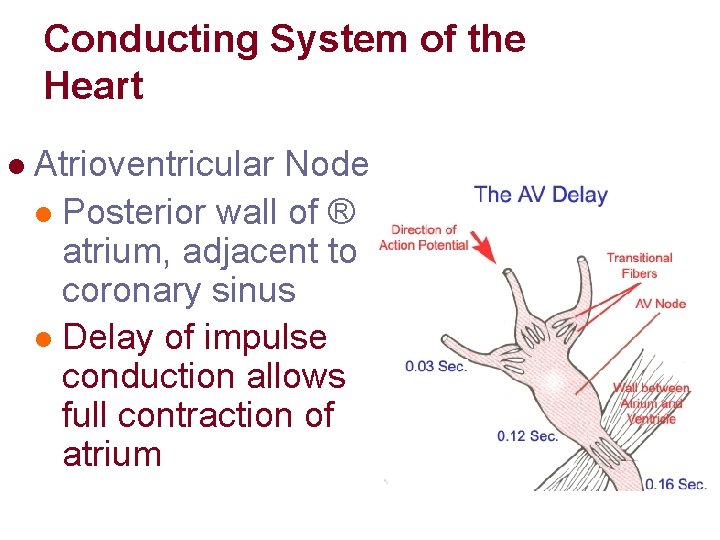 Conducting System of the Heart l Atrioventricular Node l Posterior wall of ® atrium,
