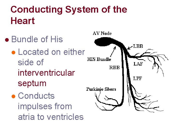 Conducting System of the Heart l Bundle of His l Located on either side