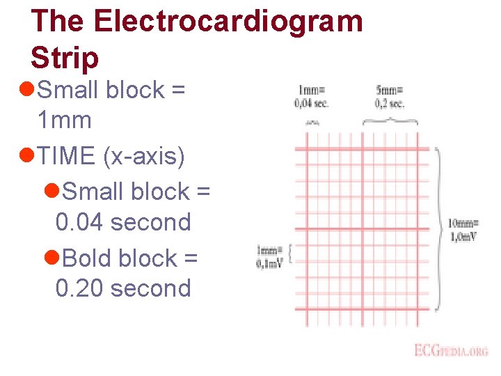 The Electrocardiogram Strip l. Small block = 1 mm l. TIME (x-axis) l. Small