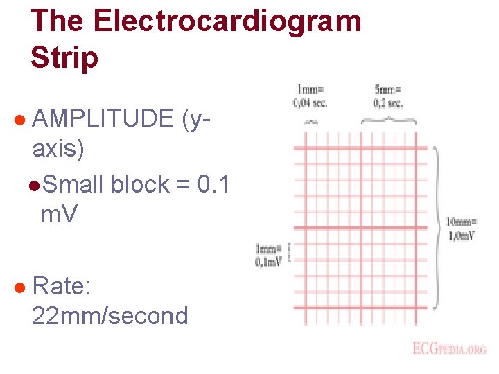 The Electrocardiogram Strip l AMPLITUDE (yaxis) l. Small block = 0. 1 m. V