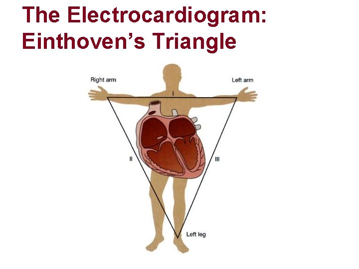 The Electrocardiogram: Einthoven’s Triangle 