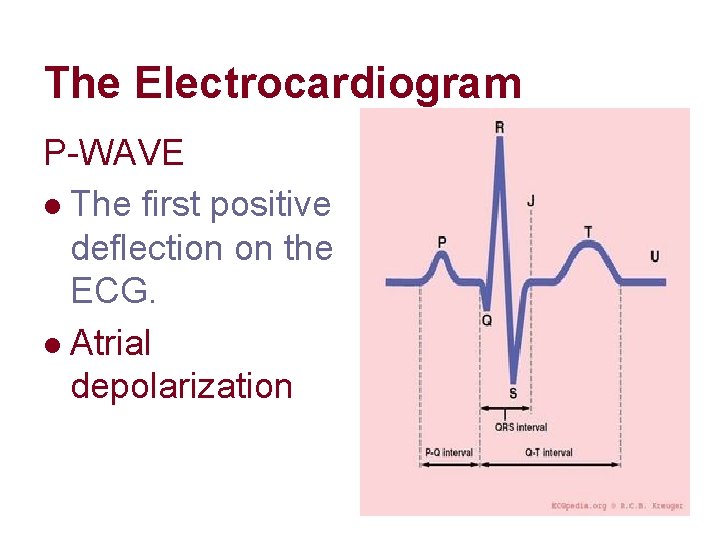 The Electrocardiogram P-WAVE l The first positive deflection on the ECG. l Atrial depolarization