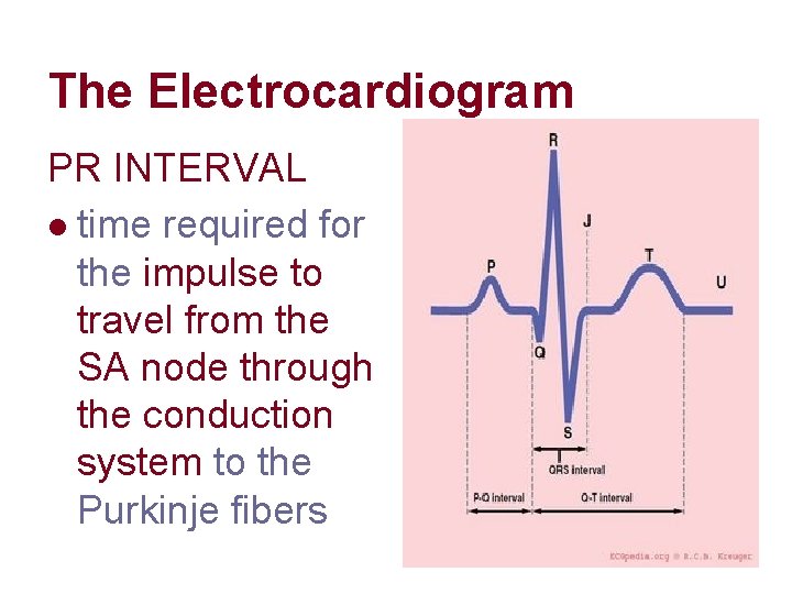 The Electrocardiogram PR INTERVAL l time required for the impulse to travel from the