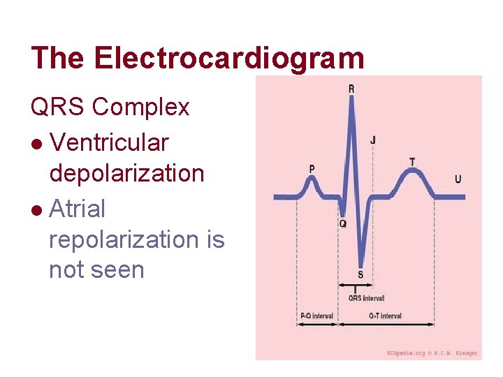 The Electrocardiogram QRS Complex l Ventricular depolarization l Atrial repolarization is not seen 