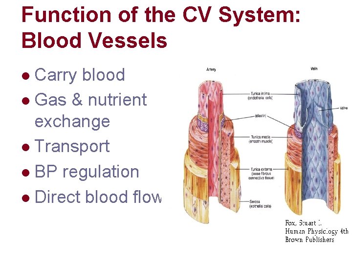 Function of the CV System: Blood Vessels Carry blood l Gas & nutrient exchange
