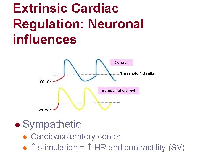 Extrinsic Cardiac Regulation: Neuronal influences l Sympathetic l l Cardioaccleratory center stimulation = HR