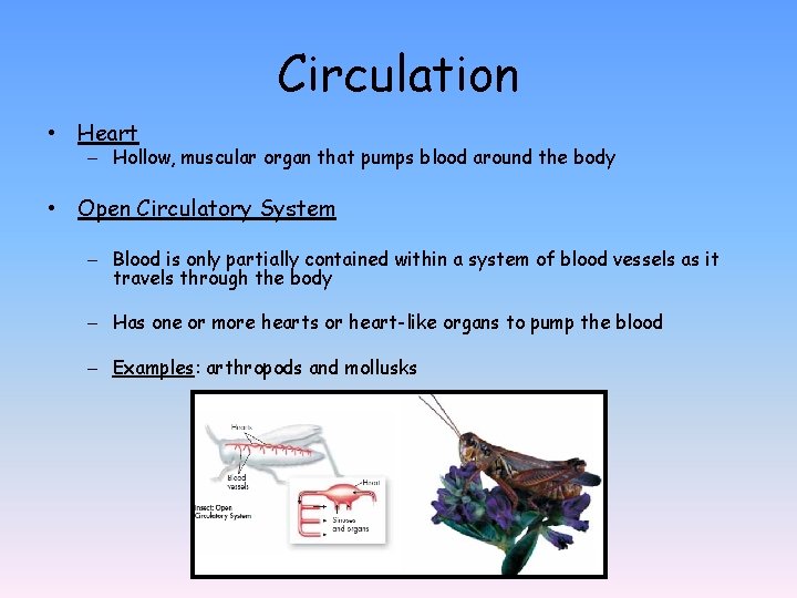 Circulation • Heart – Hollow, muscular organ that pumps blood around the body •
