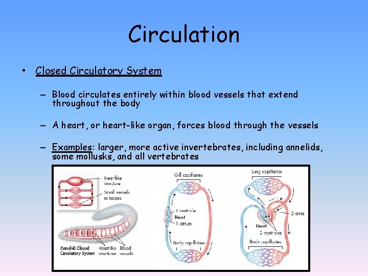 Circulation • Closed Circulatory System – Blood circulates entirely within blood vessels that extend