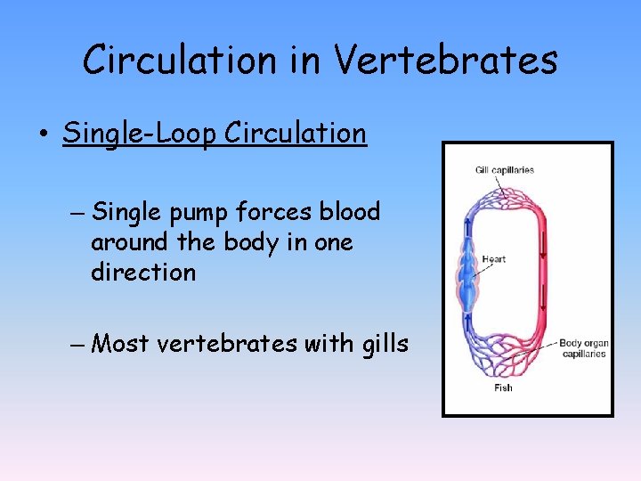 Circulation in Vertebrates • Single-Loop Circulation – Single pump forces blood around the body