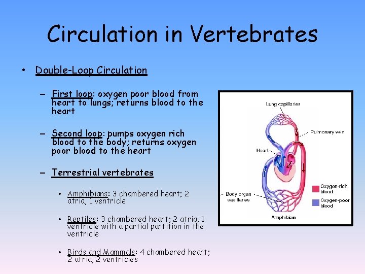 Circulation in Vertebrates • Double-Loop Circulation – First loop: oxygen poor blood from heart