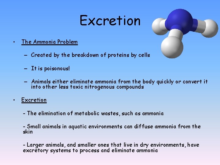 Excretion • The Ammonia Problem – Created by the breakdown of proteins by cells