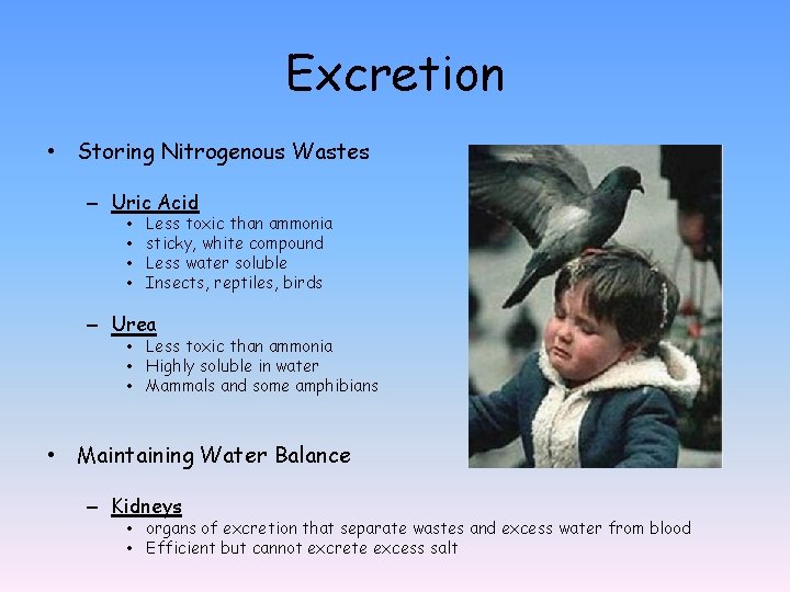 Excretion • Storing Nitrogenous Wastes – Uric Acid • • Less toxic than ammonia