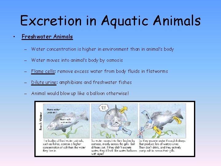 Excretion in Aquatic Animals • Freshwater Animals – Water concentration is higher in environment
