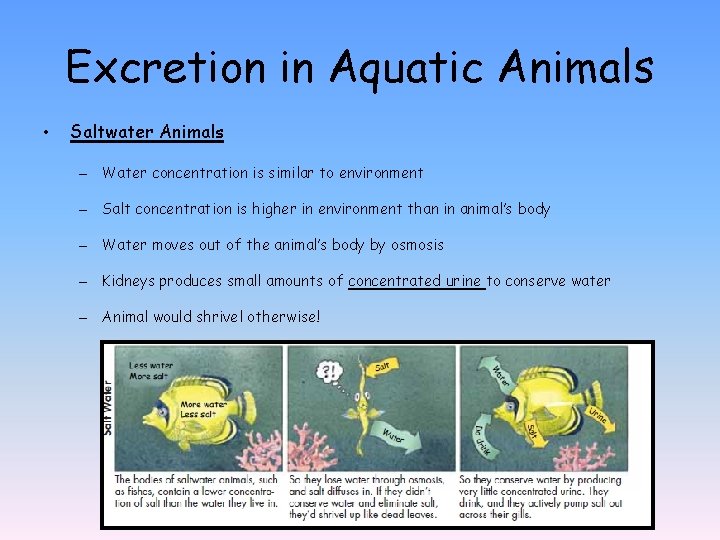 Excretion in Aquatic Animals • Saltwater Animals – Water concentration is similar to environment