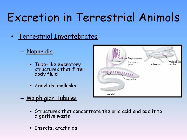 Excretion in Terrestrial Animals • Terrestrial Invertebrates – Nephridia • Tube-like excretory structures that