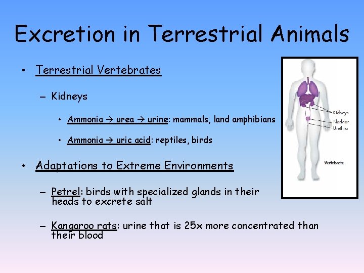 Excretion in Terrestrial Animals • Terrestrial Vertebrates – Kidneys • Ammonia urea urine: mammals,