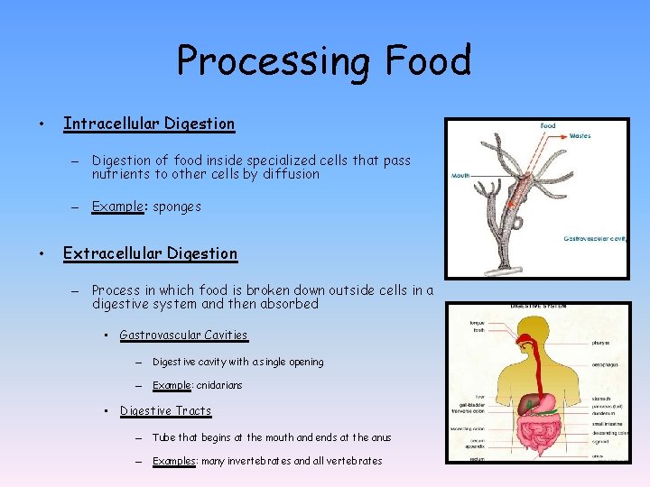 Processing Food • Intracellular Digestion – Digestion of food inside specialized cells that pass