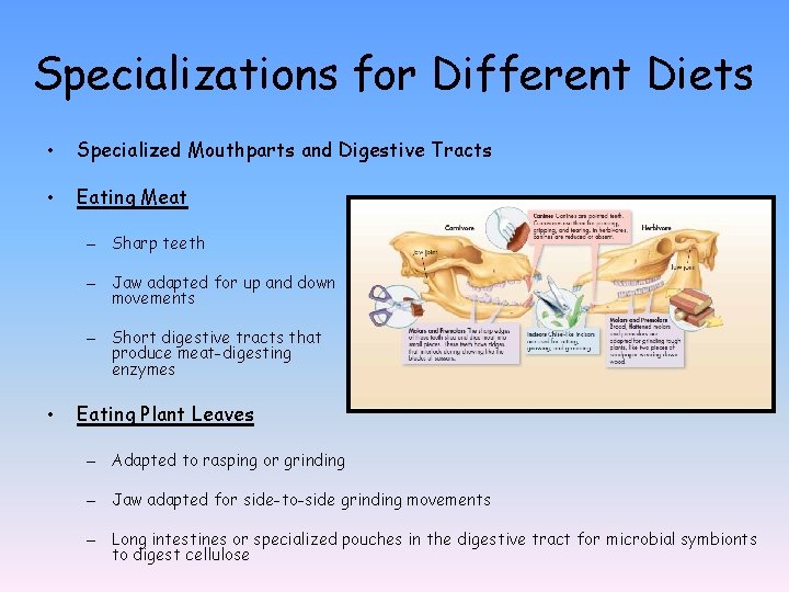 Specializations for Different Diets • Specialized Mouthparts and Digestive Tracts • Eating Meat –