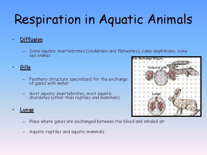 Respiration in Aquatic Animals • Diffusion – Some aquatic invertebrates (cnidarians and flatworms), some