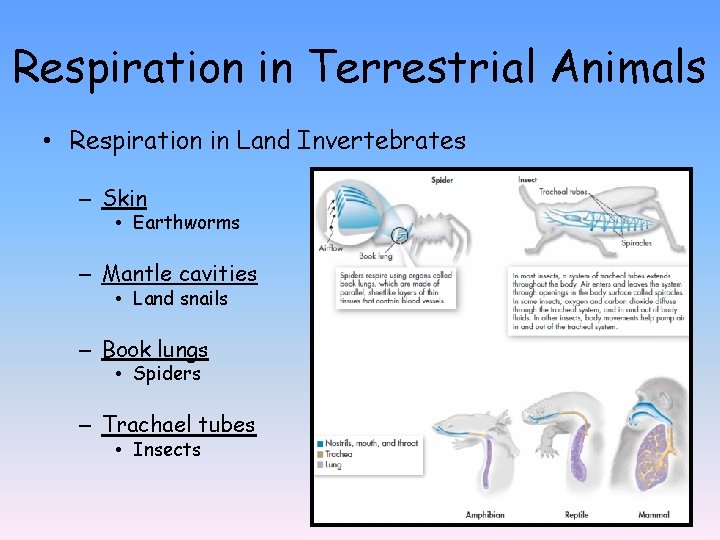 Respiration in Terrestrial Animals • Respiration in Land Invertebrates – Skin • Earthworms –