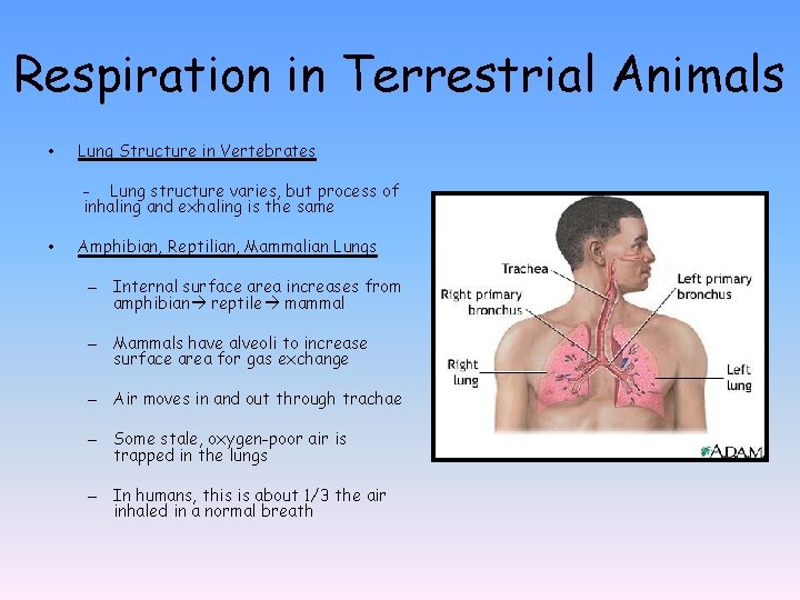 Respiration in Terrestrial Animals • Lung Structure in Vertebrates - Lung structure varies, but