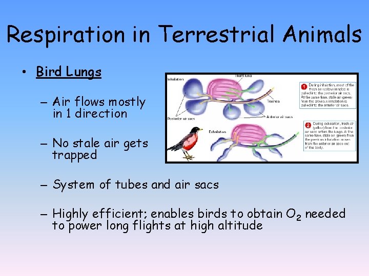 Respiration in Terrestrial Animals • Bird Lungs – Air flows mostly in 1 direction