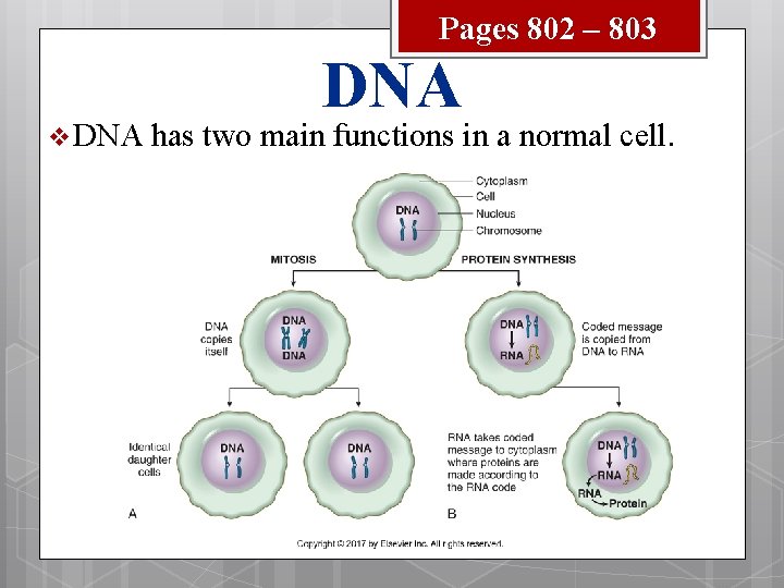 Pages 802 – 803 v DNA has two main functions in a normal cell.