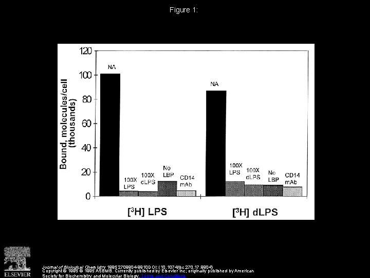 Figure 1: Journal of Biological Chemistry 1995 2709904 -9910 DOI: (10. 1074/jbc. 270. 17.