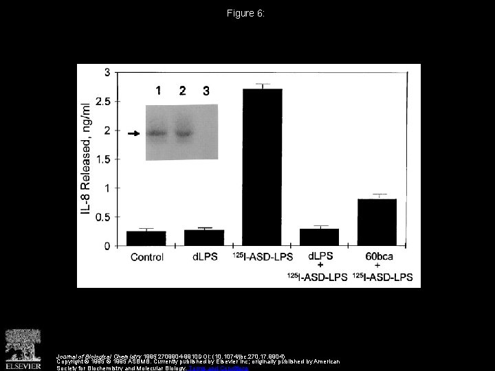 Figure 6: Journal of Biological Chemistry 1995 2709904 -9910 DOI: (10. 1074/jbc. 270. 17.