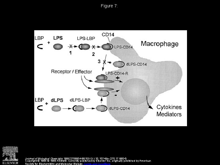 Figure 7: Journal of Biological Chemistry 1995 2709904 -9910 DOI: (10. 1074/jbc. 270. 17.