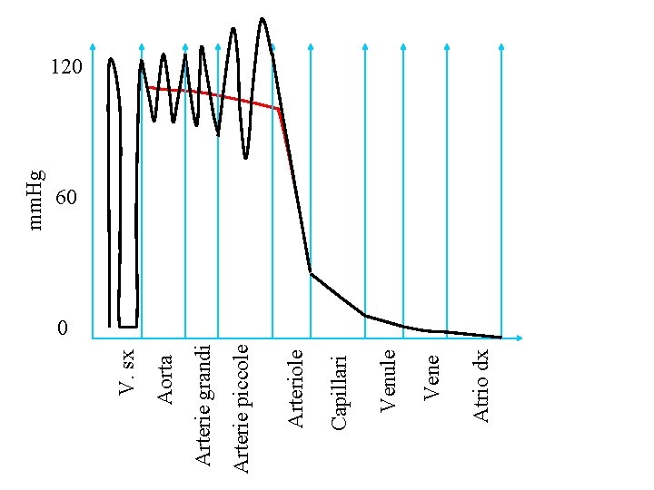 Atrio dx Vene Venule Capillari Arteriole Arterie piccole Arterie grandi Aorta V. sx mm.