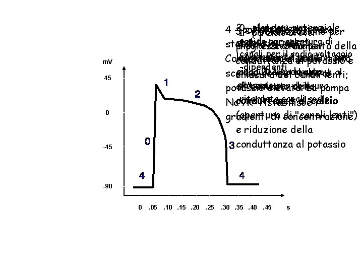 depolarizzazione 210 potenziale plateau: potenziale 4 -3 di riposo, ----ripolarizzazione per parziale breve rapida